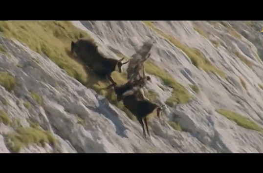 CLIP: Đại bàng nhận cái kết đắng khi săn nhầm dê núi dũng mãnh