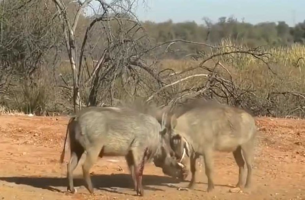 CLIP: Cuộc chiến khốc liệt giành quyền giao phối của heo rừng, cái kết đầy kịch tính