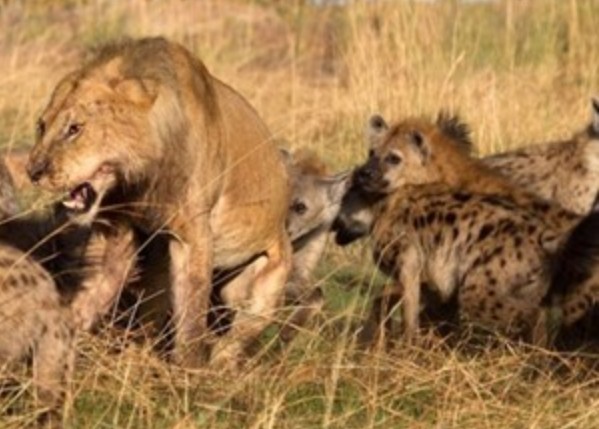 CLIP: Bầy linh cẩu bao vây tấn công sư tử, 'lãnh chúa vùng đồng cỏ' nhận cái kết bi thảm