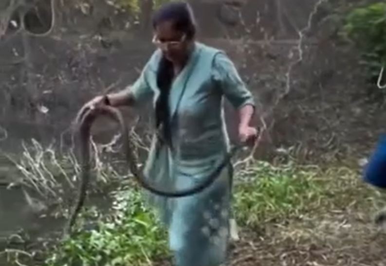 CLIP: Phát hiện rắn hổ mang cực độc bị mắc lưới bắt cá, người phụ nữ dùng tay không giải cứu rồi nhận cái kết không ai ngờ