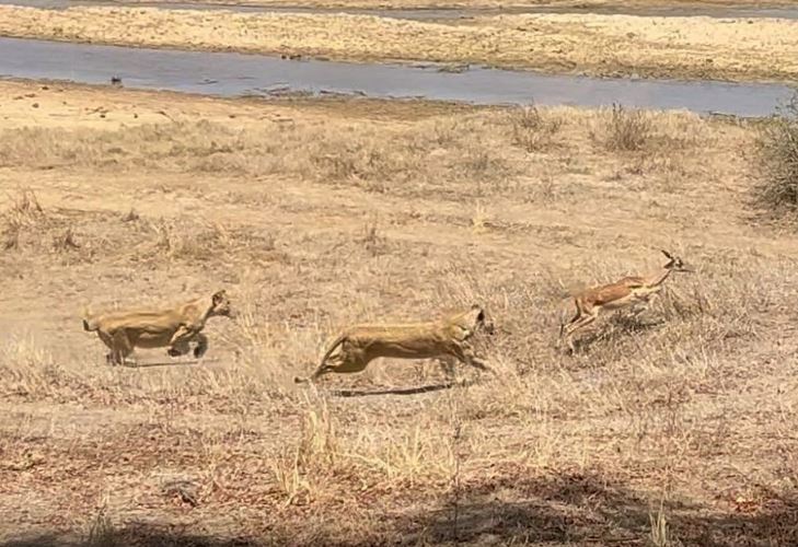 CLIP: Đàn sư tử cái tóm gọn linh dương Impala trong vòng '1 nốt nhạc', thế nhưng 'kẻ thứ 3' tới cướp con mồi mới gây chú ý