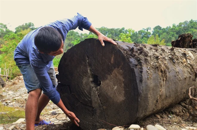 Hai-nguoi-nong-dan-di-bat-oc-vo-tinh-dao-duoc-cay-go-quy-hiem-hang-dau-viet-nam-dai-15m-co-tuoi-doi-khoang-100-nam-5