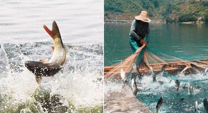 Tại sao đào ao không thả cá nhưng 1 thời gian sau trong ao cá lại xuất hiện 1 cách kì diệu?