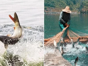 Tại sao đào ao không thả cá nhưng 1 thời gian sau trong ao cá lại xuất hiện 1 cách kì diệu?