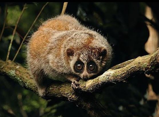 Việt Nam sở hữu loài thú quý hiếm trong Sách đỏ: Bị đe dọa tuyệt chủng, hiền lành nhưng cực độc