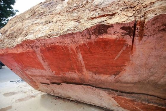 Gỗ quý ở Việt Nam niên đại 5.000 năm tuổi có giá 10 tỷ, đại gia lắm tiền nhiều của chưa chắc đã được sở hữu