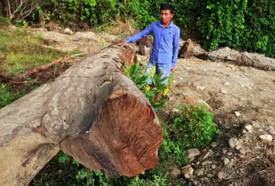 Hai người nông dân đi bắt ốc vô tình đào được cây gỗ quý hiếm hàng đầu Việt Nam: Dài 15m, có tuổi đời khoảng 100 năm