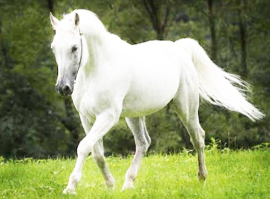 Tại sao ngựa đứng suốt ngày đêm và không bao giờ nằm ​​ngay cả khi ngủ?