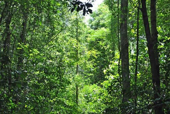 Kh&#xE1;m ph&#xE1; khu r&#x1EEB;ng g&#x1ED7; qu&#xFD; &#x27;b&#x1EA5;t kh&#x1EA3; x&#xE2;m ph&#x1EA1;m&#x27; c&#x1EE7;a Vi&#x1EC7;t Nam: &#x110;&#x1B0;&#x1EE3;c bao b&#x1ECD;c b&#x1EB1;ng t&#x1B0;&#x1EDD;ng ng&#x103;n 5km tr&#x1ECB; gi&#xE1; g&#x1EA7;n 30 t&#x1EF7;