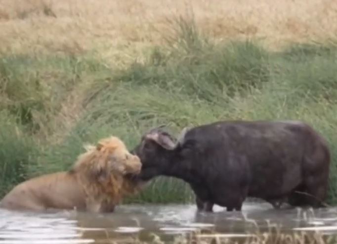 CLIP: Trâu rừng đối đầu với sư tử dưới nước và cái kết