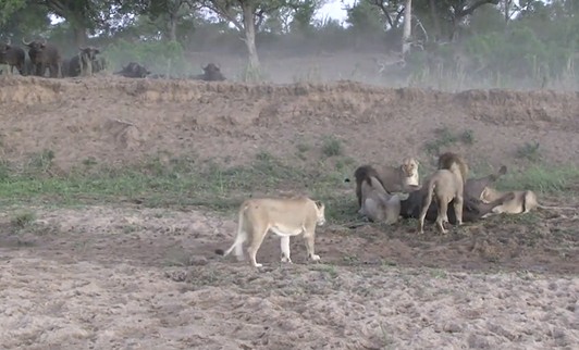 CLIP: Sư tử mải mê đại chiến tranh giành mồi, trâu rừng thoát chết ngoạn mục