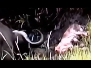 CLIP: Trâu rừng nổi giận đánh hội đồng, sư tử bỏ mạng trong cuộc săn