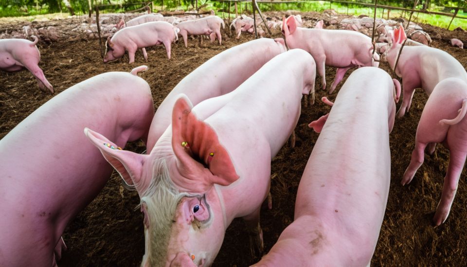 Giá heo hơi ngày 3/11/2024: Miền Bắc tăng nhẹ, đạt mốc 64.000 đồng/kg

