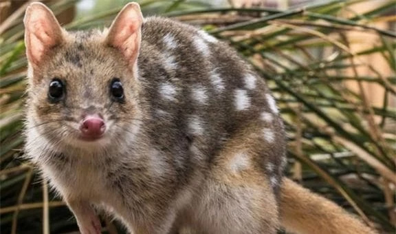  Antechinus, thú có túi, chuột chù, giao phối dài