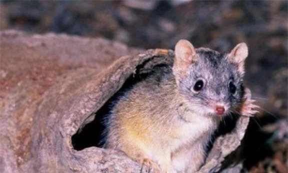  Antechinus, thú có túi, chuột chù, giao phối dài