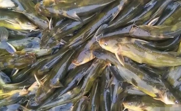 Loại cá nhìn giống cá trê, sống chui rúc ở các khe đá, là đặc sản cực hiếm ở Việt Nam, muốn ăn phải đặt trước nửa năm mới có