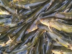 Loại cá nhìn giống cá trê, sống chui rúc ở các khe đá, là đặc sản cực hiếm ở Việt Nam, muốn ăn phải đặt trước nửa năm mới có