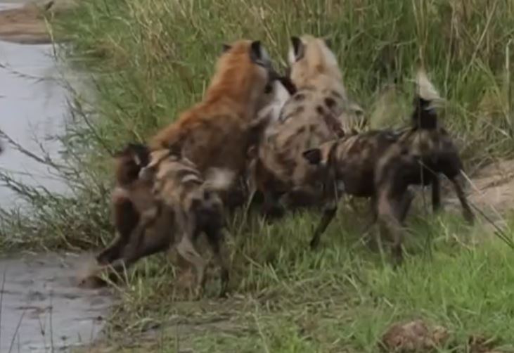 CLIP: Chó hoang châu Phi và linh cẩu đại chiến giành mồi nhưng kết quả mới gây chú ý