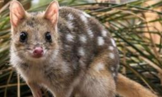 Loài động vật ăn thịt giao phối cho đến khi chết mới thôi! Tại sao lại lạ vậy?