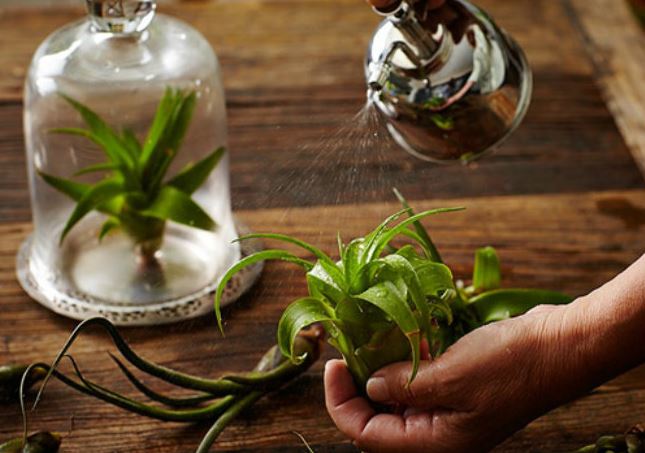 Mẹo giúp hồi sinh cây trồng trong nhà sắp chết