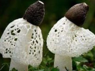 Loại nấm quý đắt bậc nhất thế giới mang vẻ đẹp cổ tích, được người Trung Quốc săn lùng, Việt Nam đang sở hữu