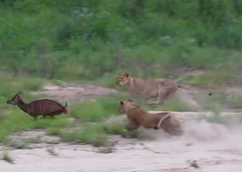 CLIP: Bị 2 con sư tử truy sát, linh dương nyala có kết khó tin