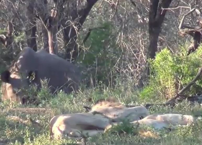 CLIP: Đang ngủ trưa, cặp sư tử phải chạy trối chết khi bị vật to lớn này tới phá đám