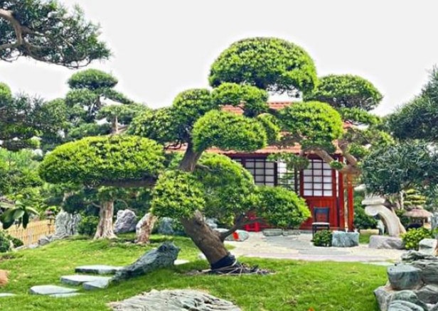 Muốn giàu có, phú quý nhớ đừng chặt 3 loại cây này, kẻo hối hận