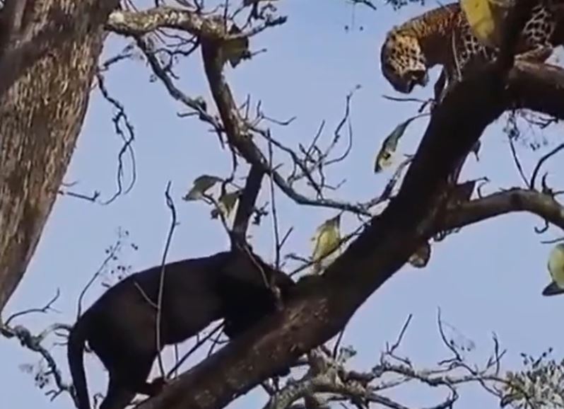 CLIP: Báo hoa mai và báo đen đụng độ trên cây nhưng cái kết mới gây 'sốc'