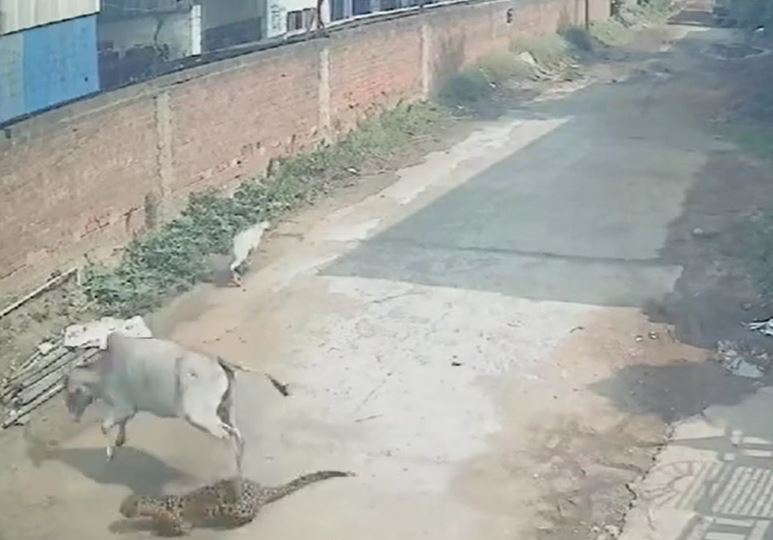 CLIP: Lẻn vào khu dân cư tấn công bê con, báo hoa mai bị bò mẹ tung cướp đá 'rơi răng'