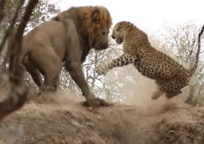 CLIP: Đang nghỉ trưa, báo đốm bị sư tử đực 'ghé thăm' và cái kết bất ngờ
