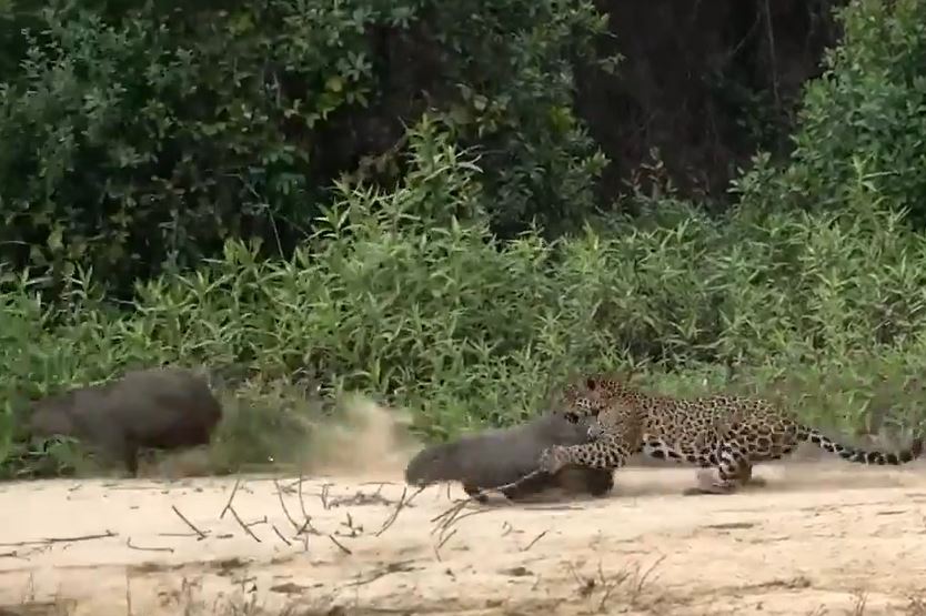 CLIP: Báo hoa mai 'tung chiêu', tóm gọn Capybara trong chớp mắt