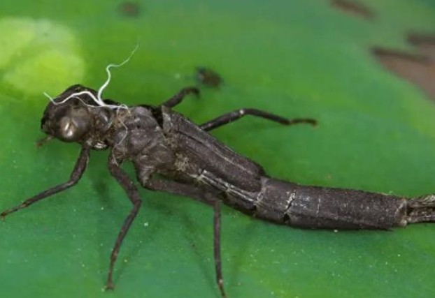 Nó là bậc thầy diệt muỗi, tiêu diệt 3.000 con muỗi mỗi năm, nhưng lại đang bị con người bắt số lượng lớn làm món ngon