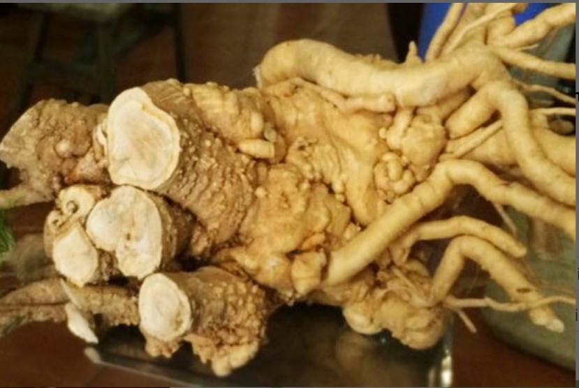 Rễ cây nhiều người coi như 'thần dược' có thực sự bổ hơn nhân sâm?