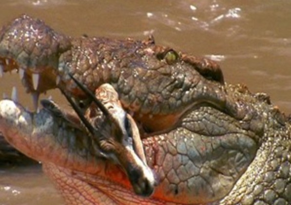 CLIP: Những pha săn mồi chớp nhoáng đáng kinh ngạc của cá sấu