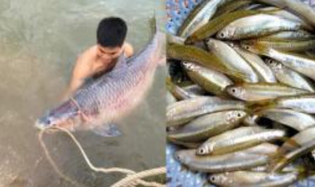 Cá to thực sự ngon hơn bổ hơn cá nhỏ không? Chuyên gia đưa lời khuyên bất ngờ