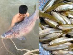 Cá to thực sự ngon hơn bổ hơn cá nhỏ không? Chuyên gia đưa lời khuyên bất ngờ