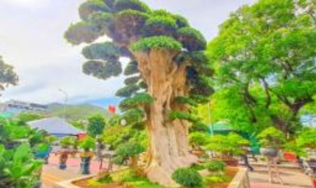 Chiêm ngưỡng cây duối 1000 năm tuổi độc nhất vô nhị tại Việt Nam, được trả 23 tỷ đồng vẫn không bán