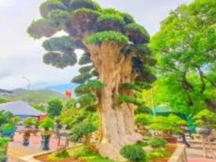 Chiêm ngưỡng cây duối 1000 năm tuổi độc nhất vô nhị tại Việt Nam, được trả 23 tỷ đồng vẫn không bán