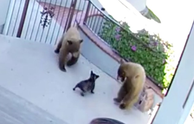 CLIP: Chú chó nhỏ dũng cảm đuổi 2 con gấu chạy “tháo thân”