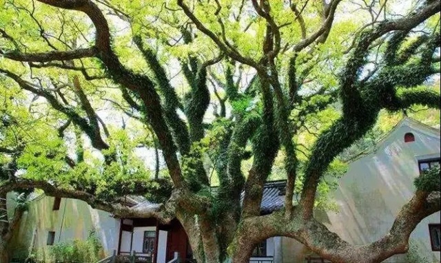 Loài cây hiếm nhất trên thế giới, chỉ có ở Trung Quốc, được bảo vệ nghiêm ngặt 24/24