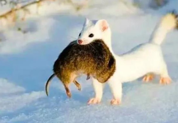 Xu&#x1EA5;t hi&#x1EC7;n &#x27;qu&#xE1;i v&#x1EAD;t &#x103;n n&#xE3;o&#x27; d&#xE0;i ch&#x1B0;a &#x111;&#x1EA7;y 20cm v&#xE0; &#x103;n th&#x1ECB;t 3.000 con chu&#x1ED9;t m&#x1ED7;i n&#x103;m?