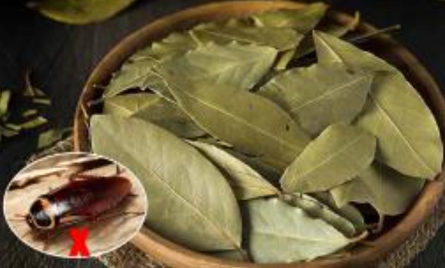 Đặt chiếc lá nhỏ này trong nhà, tất cả gián sẽ biến mất sau một đêm, nhiều người tiếc vì không biết sớm hơn!