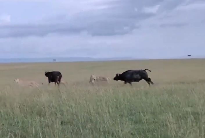 CLIP: Bị đàn sư tử tấn công, trâu rừng hợp sức đánh đuổi kẻ đi săn nhưng cái kết mới gây chú ý