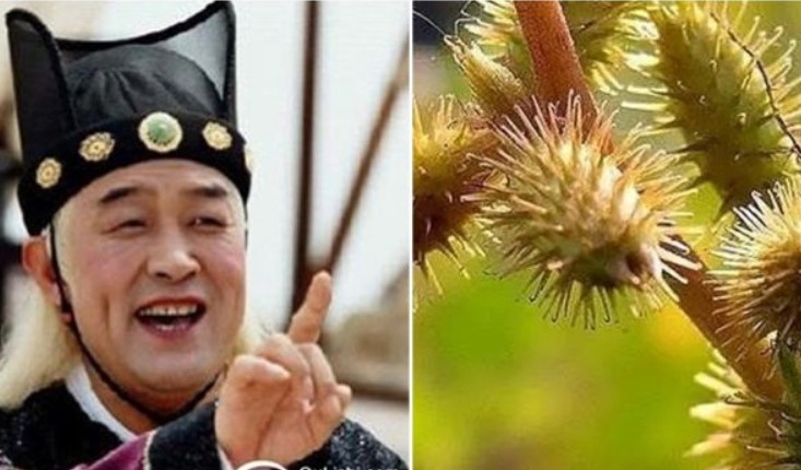 Tại sao thái giám lại để quả ké đầu ngựa trong đế giày khi phục vụ Hoàng đế và các phi tần?