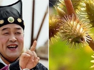 Tại sao thái giám lại để quả ké đầu ngựa trong đế giày khi phục vụ Hoàng đế và các phi tần?