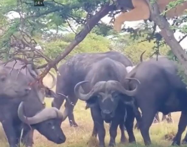 CLIP: Bị đàn trâu rừng phản công, sư tử leo lên cây trốn nhưng biểu hiện của 'chúa tể đồng cỏ' mới gây chú ý
