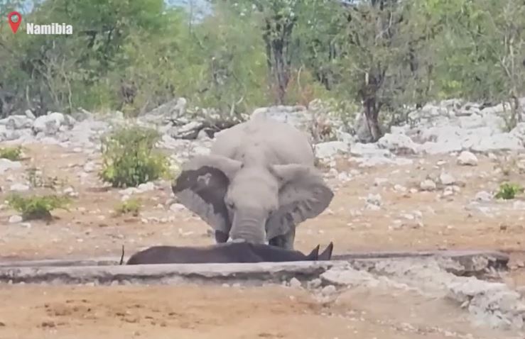 CLIP: Voi nghĩa hiệp cứu tê giác khỏi nanh vuốt của sư sử nhưng nhìn lại cái kết mới 'sốc'