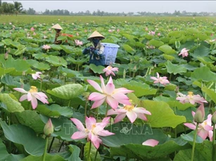 Siêu lợi nhuận từ đa dạng hóa sản phẩm từ sen