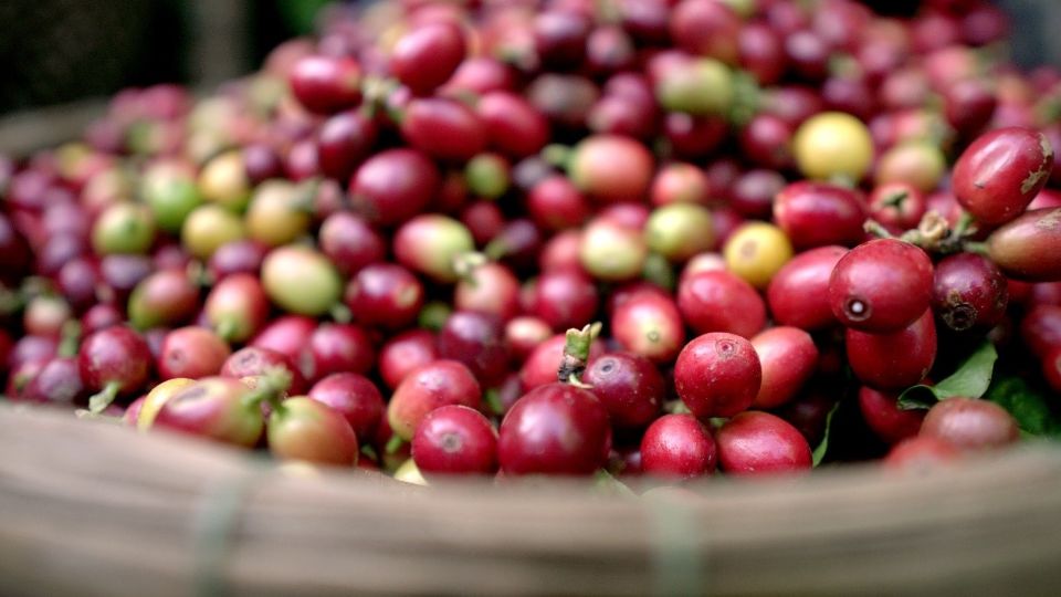 Giá nông sản ngày 5/11/2024: Cà phê tiếp tục giảm, hồ tiêu giữ giá